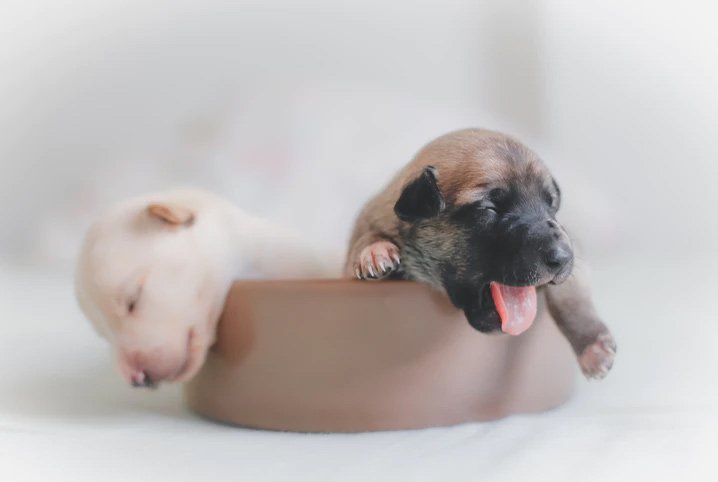 No momento, você está visualizando Saiba como cuidar de filhotes de cachorro recém-nascidos