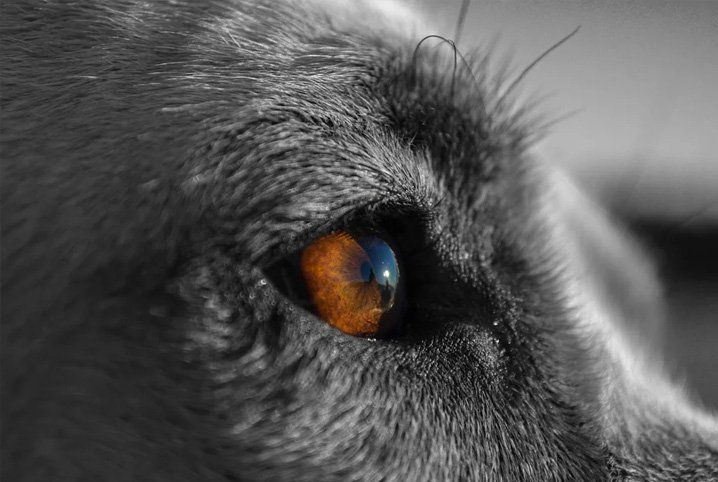 No momento, você está visualizando Saiba como limpar olho de cachorro do jeito certo