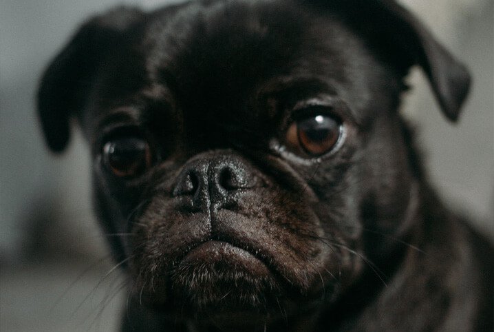 No momento, você está visualizando 10 curiosidades sobre focinho de cachorro!